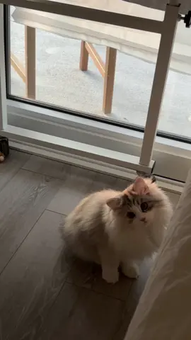 The sunset shines on her  #catsoftiktok #catlover #cats #CuteOverload #PetsOfTikTok 