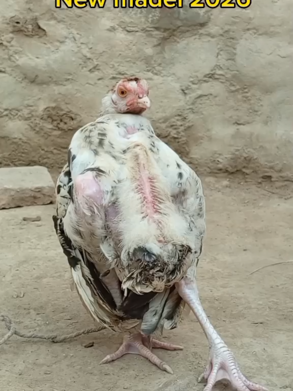 New madel 2026 #funny #funnyvideo #viral #f😭🤣😂 