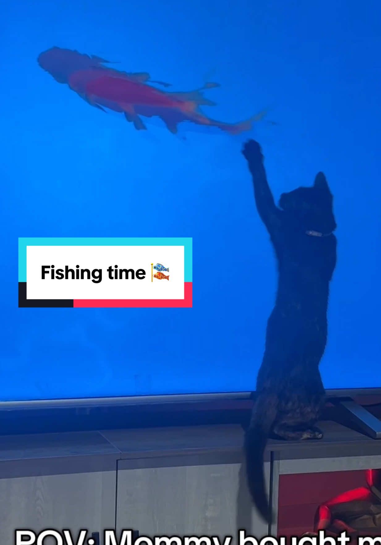 Jajaja Tortie is living her best life, ahora llora para que prenda el TV Jajaj toda una iPad #cat  #catsoftiktok  #catlover  #fishing  #insightcreatorsearch  @ToshibaLifestyleVietnam 