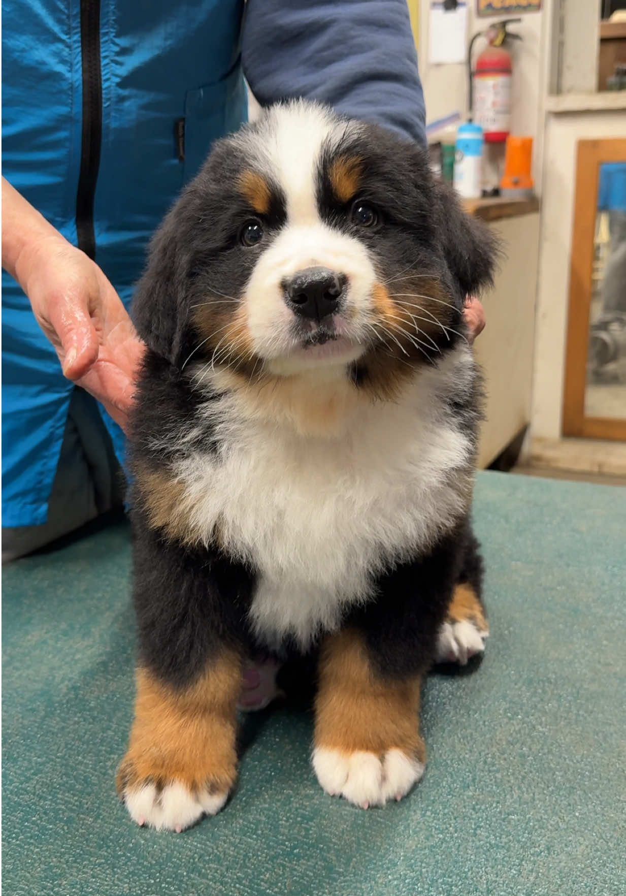 Day 2of our grooming week.. we groomed our 7 Journey x Stark babies ❤️🥹 #bernesemountaindog #bernesemountaindogpuppy #puppies #alpenspiritbernese #dogsoftiktok 