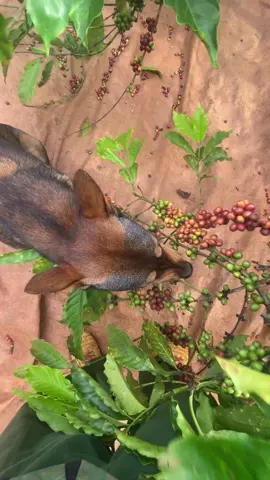 đến con chó cũng phải cơm, áo, gạo, tiền.. #haihuocvuinhon #81gialai #chohaihuoc #taynguyen #xuhuong 