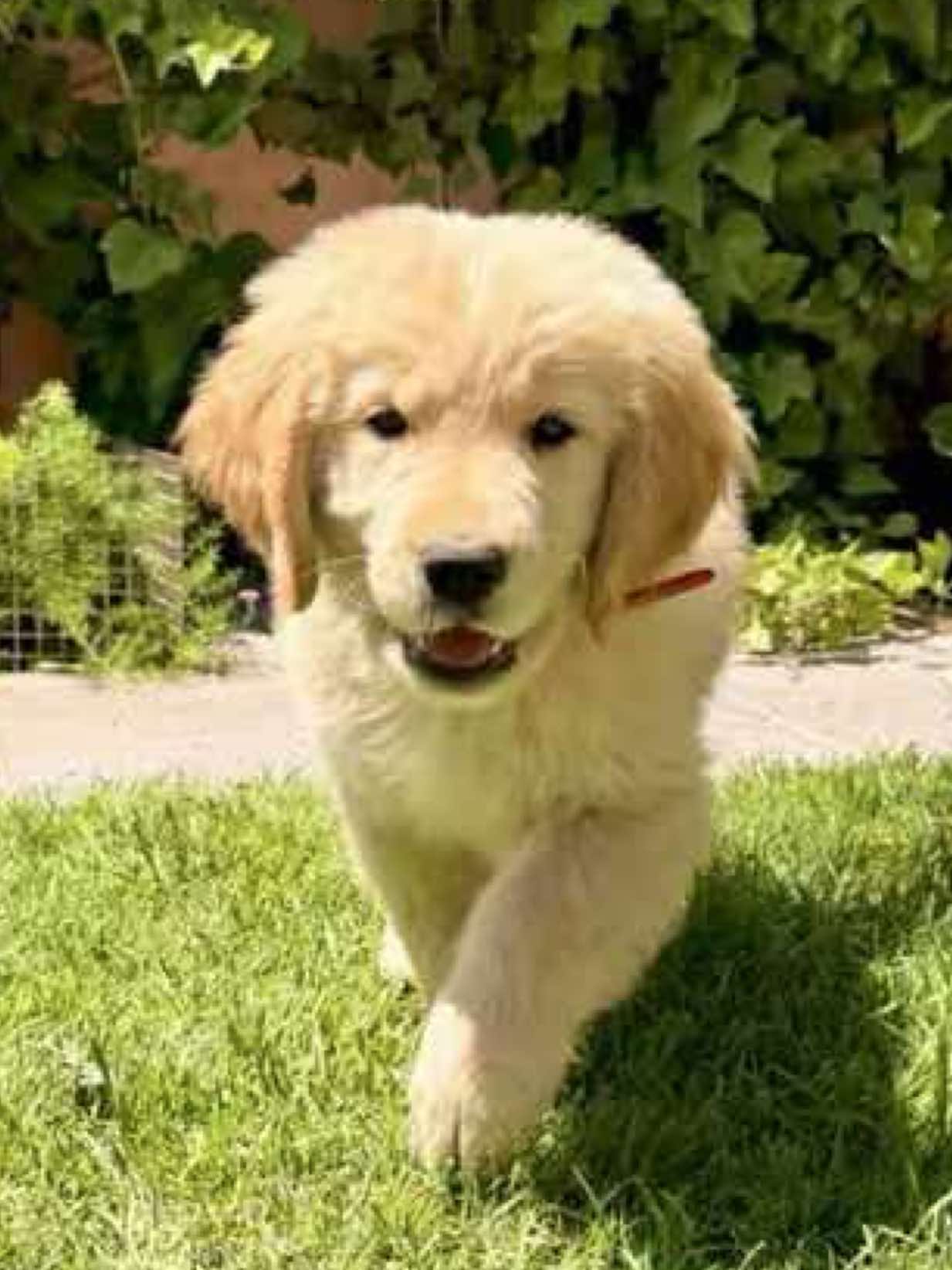 Benito jardinero #goldenretriever #goldenretrieverlife #foryou #dogsofttiktok 