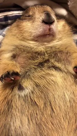 A prairie dog is a small, burrowing rodent native to North American grasslands, famous for its complex social colonies and high-pitched barks. #PrairieDogs #WeirdAnimals #FYP  #wildandadorableusa #AnimalFacts