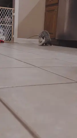 #opossum #animals