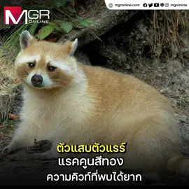 ตัวแสบตัวแรร์ แรคคูนสีทอง ความคิวท์ที่พบได้ยาก  . แรคคูนสีบลอนด์ เป็นแรคคูนพันธุ์หายาก โดดเด่นด้วยขนสีทองอ่อนหรือสีน้ำตาลอบเชย เนื่องจากภาวะทางพันธุกรรมที่เรียกว่าภาวะลูซิซึม (leucism) ซึ่งเป็นภาวะทางพันธุกรรมทำให้สัตว์สูญเสียเม็ดสีบางส่วน แต่ยังคงรักษาสีตาและสีใบหน้าไว้ ซึ่งแตกต่างจากภาวะเผือก การกลายพันธุ์ทางพันธุกรรมนี้เกิดจากยีนด้อยเฉพาะ ส่งผลให้มีเมลานินน้อยกว่าแรคคูนทั่วไป . #mgronline #แรคคูน #สัตว์ #หายาก #rare #raccoon #ข่าวtiktok