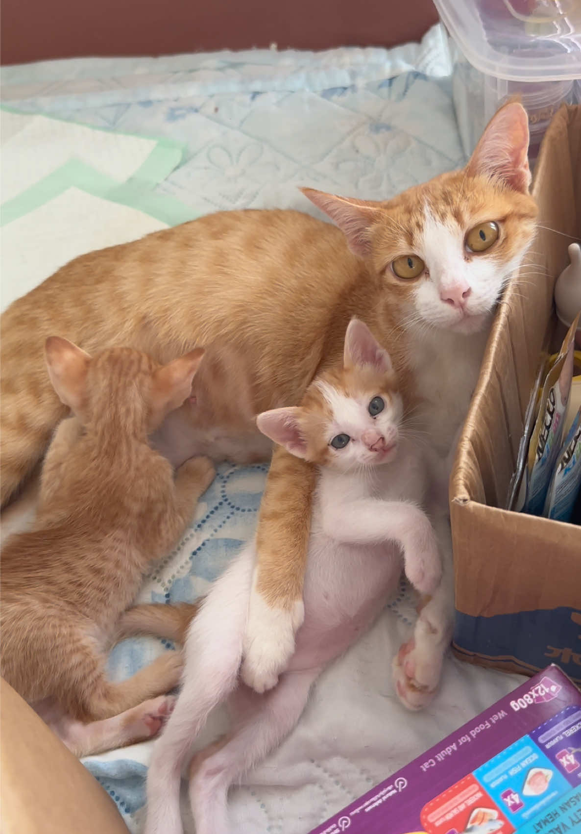 ตั้งแต่เดินเก่งผ้าปูรองนอนก็ยุ่งเหยิง ไม่มีโอกาสได้เรียบร้อยอีกต่อไป 😂 แม่โวยวายน่าร้ากกกก #woywaicat 