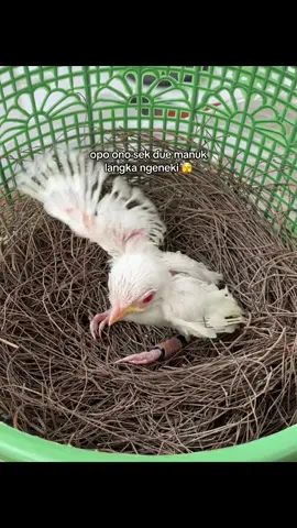 Tampilke kene manuk unikmu #cendet #cendetmaniaindonesia #kicaumania #cendetjatim #kicaumaniaindonesia 