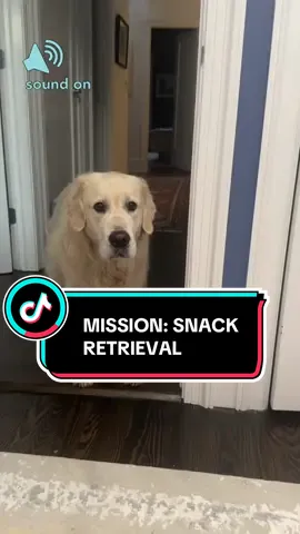 All that cardio, just to have me hand it to him 😂 #doglife #funnytiktok #goldenretriever #dogtok #dogtiktok 