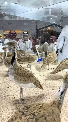 This Desert Bird Costs _1.2 Million #fyp #knowledge #amzaing #satisfying #shorts 