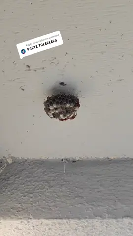 Replying to @astraljosh Por un momento sentí mi final, pero no. #talktothemano #humor #naturaleza #arañas #minovela 