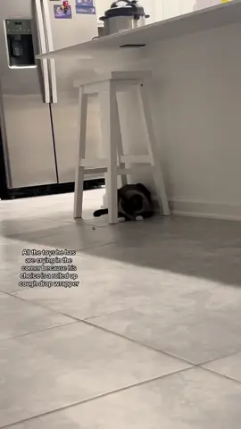 #catsoftiktok 