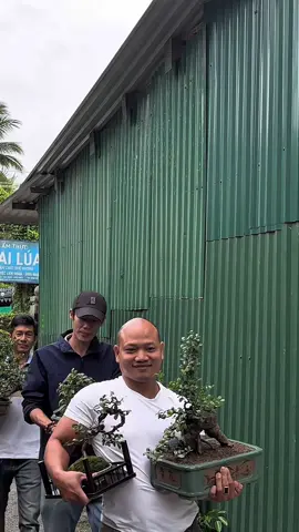 Đám cưới độc lạ-Quà cưới toàn cây cảnh-@NH.Quân #bonsai 