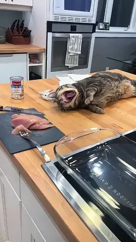 The Great Cat Food Thief#catsoftiktok #cat #funnyvideos #usa #foryou #fyp #funny #pet 