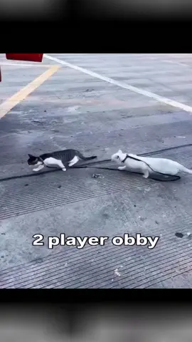 2 player obby 😭 #fyp #Cat #meme #parkour #2PlayerObby