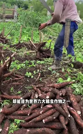 你吃过了木薯吗？煮的木薯看着还挺好吃的。#科普 #知识 #food #食べ物 #推薦 