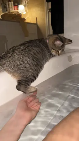 why did she fall like that #catvideos #catsoftiktok #dryerlint #fyp #viral 