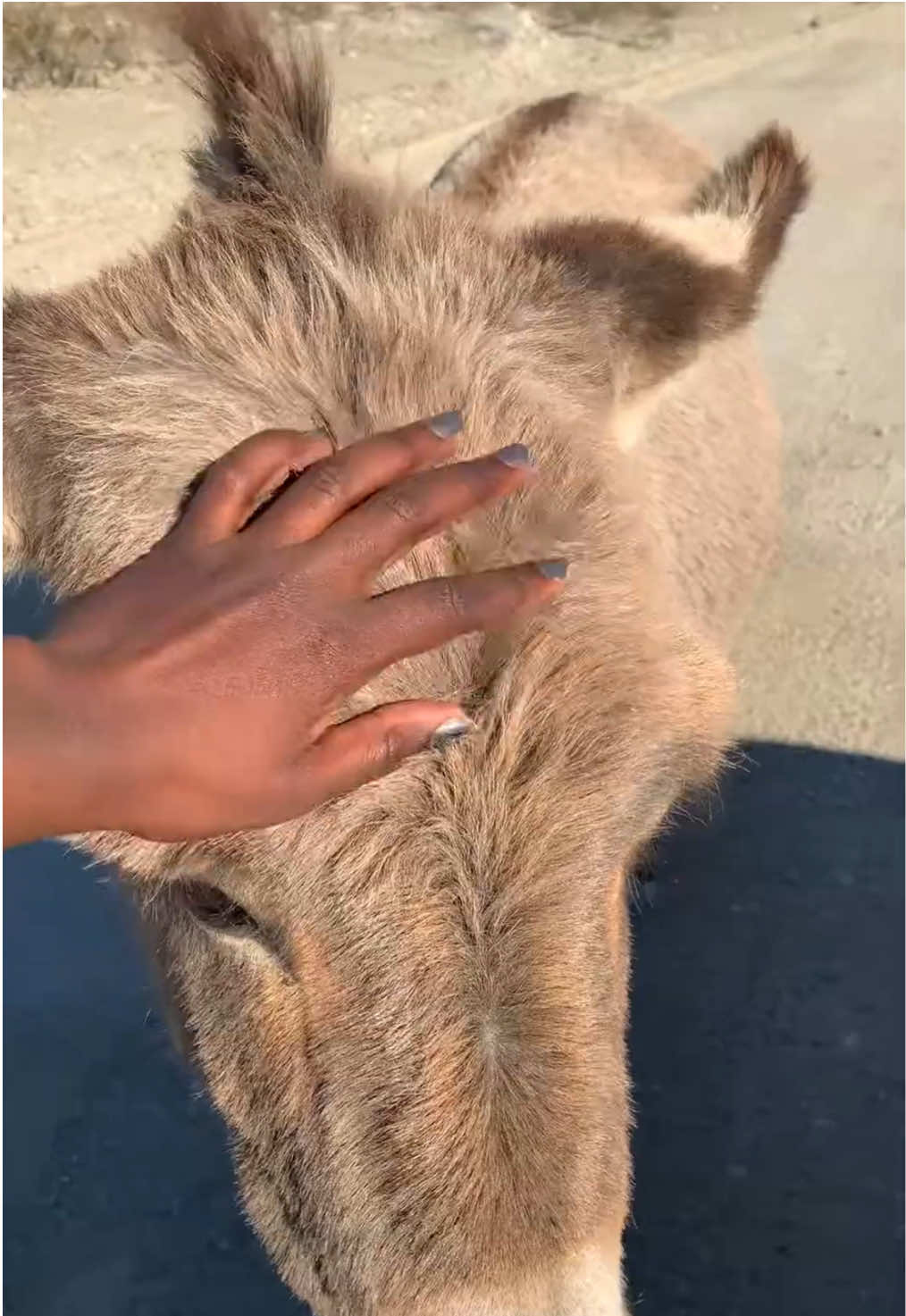 why did he bite my finger though 😭 . . #fyp #nature #donkey #deathvalley #wildlife 