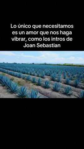 #masalladelsol #joansebastian #paisaje #agave #amor 