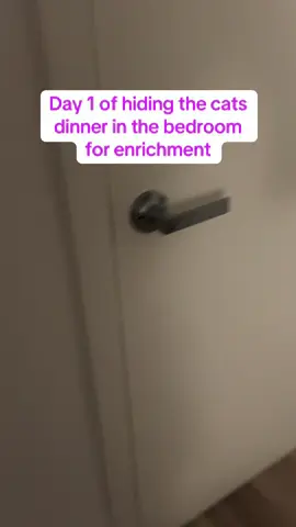 Day 1 of hiding the cats dinner in the bedroom for enrichment. The cats got let out mid meal prep and wouldn’t stay in the bedroom so we had to pull an uno reverse on them. #cats #catsoftiktok #catenrichment #enrichment #catfood 