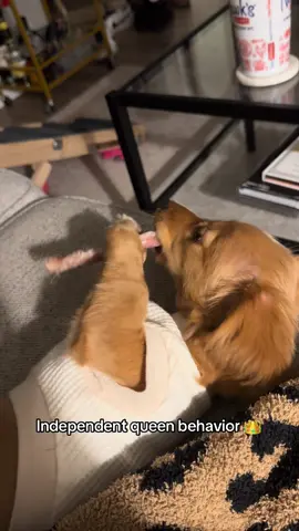 Can’t trust anyone to hold it right, so I do it myself 💅 #minidachshund #dachshund #dogsoftiktok #dogtok #puppy 