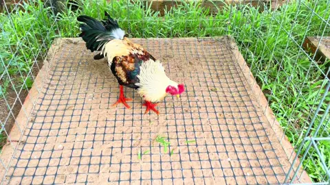 Tơ xuân 3kg5 ae xem vui❤️@nhật bến lức 🐓62🐓70🐓 @P H Ú C @Quốc Toàn @Quốc Hưng7309 @Nghĩa Cao 
