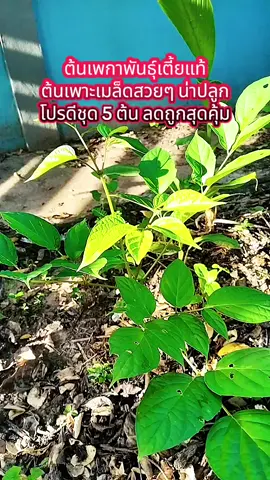 ต้นเพกาเตี้ยแท้ 100% เพาะเมล็ดสวยสมบูรณ์แข็งแรงพร้อมปลูก โปรดีชุด 5 ต้น ลดราคาถูกสุดคุ้ม #สินค้ายอดนิยมโดนใจ #ฟีดดดシ #ต้นเพกาเตี้ย #เพกาเตี้ย #ลิ้นฟ้า @สินค้ายอดนิยมโดนใจ @สินค้ายอดนิยมโดนใจ @สินค้ายอดนิยมโดนใจ 