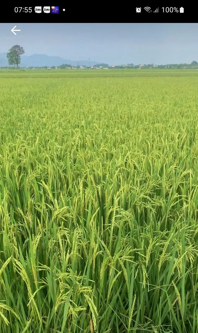 Theo lời Phật dạy, luật NHÂN QUẢ là quy luật tự nhiên về nghiệp và hậu quả của mọi hành động (thân, khẩu, ý). Mọi hành động bạn tạo ra đều sẽ gieo một 