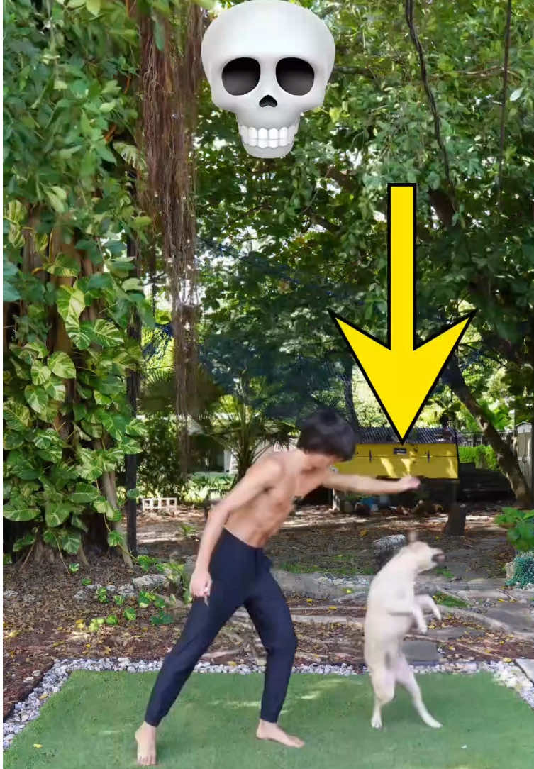 TEACHING MY DOG A BACKFLIP PART 2💀 #backflip 