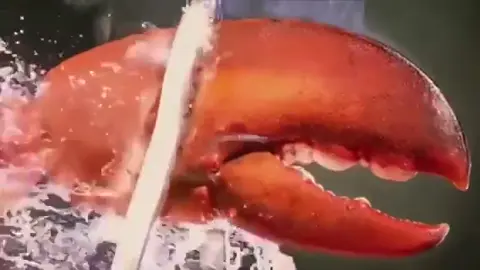 Red lobster mfffffgh