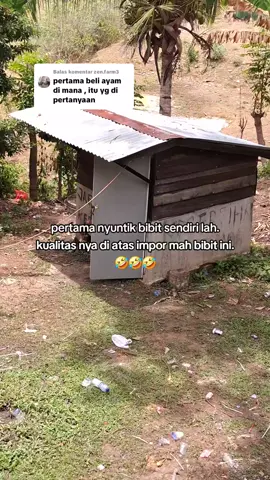 Membalas @zen.farm3  ga percaya coba di tes.😆🤣🤣🤣 #bibit #impor #masukberandafyp #fypシ゚ 