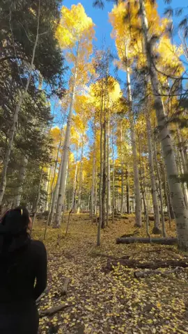 I love autumn 🍂🤎🧸🧡🍁 #arizonalife #arizonacheck #autumnvibes #autumn #flagstaffarizona 