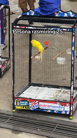 Rasminya bos udah teruji out dor indor 😁 #jejecanaryy11 