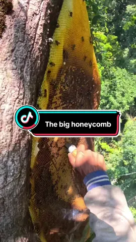 The big honeycomb