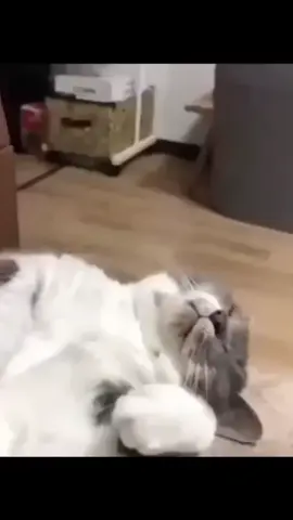 Heyvanlar 18 #harunmemmedov 