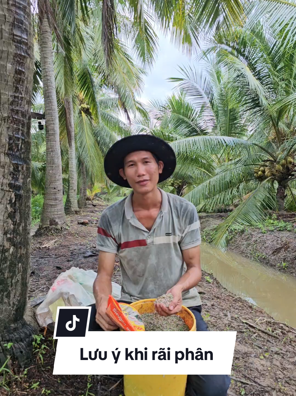 Lưu ý khi rãi phân vào những tháng cuối năm cho cây dừa cần dùng thêm Sieugon. #sieugon #chiasekinhnghiem  #caydua🌴  #nhanongmientay 