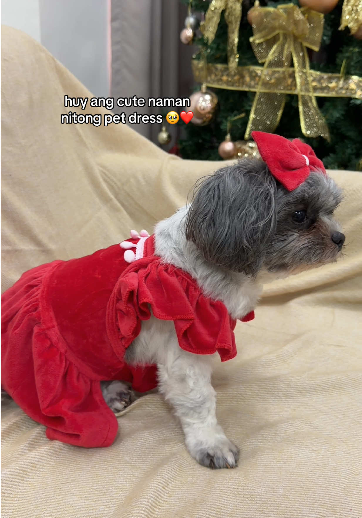 ang ganda sa shihtzu nitong red dress ✨ #dogdress #dogchristmas #dogclothes #petchristmasclothes #petchristmas 