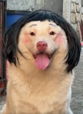 Chị cũng đẹp gái mà #tiktok #xuhuong #viral #pet #thucung 