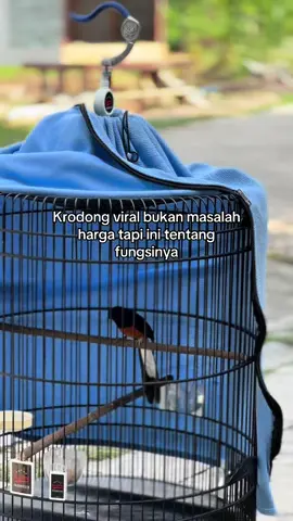 Krodong sangat pengaruh sama perfom burung🙂‍↔️ #duasepuluhproject #duasepuluhofficial #muraiprestasiindonesia #duasepuluhid 