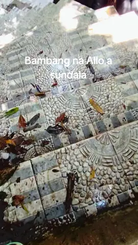 #sundala #bambang #allo #a puanas 🔥🔥🔥