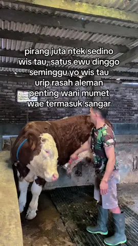 pemuda josjiss #peternaksapiindonesia #juragansapi #pedetsuper #fypシ #4u 