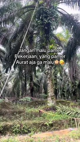 #sawitriau #sawitontiktok #soundviral 