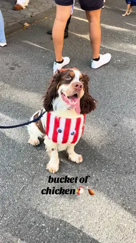 nyc dog costume parade: most notable looks 🦮 #nycdogs #nyc #halloween #fyp #viral 