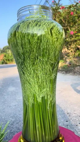 Lên bình đòng cho khách 🥰🥰#dongam #dongdong 