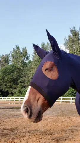 Like a second skin — but way more stylish 😉 Designed for comfort, crafted for protection. Let your horse move freely and stay safe. #maneprotector #equestrianstyle #ridinggear #horsebackriding #riderlife #equestrianfashion #horsecomfort #harrisonhoward #harrisonhowardequestrian