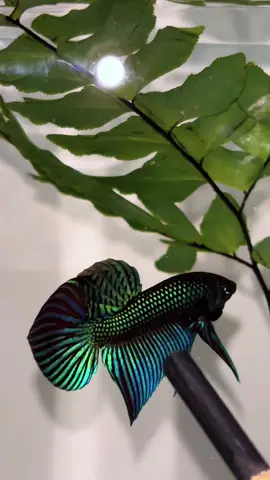 #bettafish #ปลากัด #มหาชัย #ปลาสวยงาม 