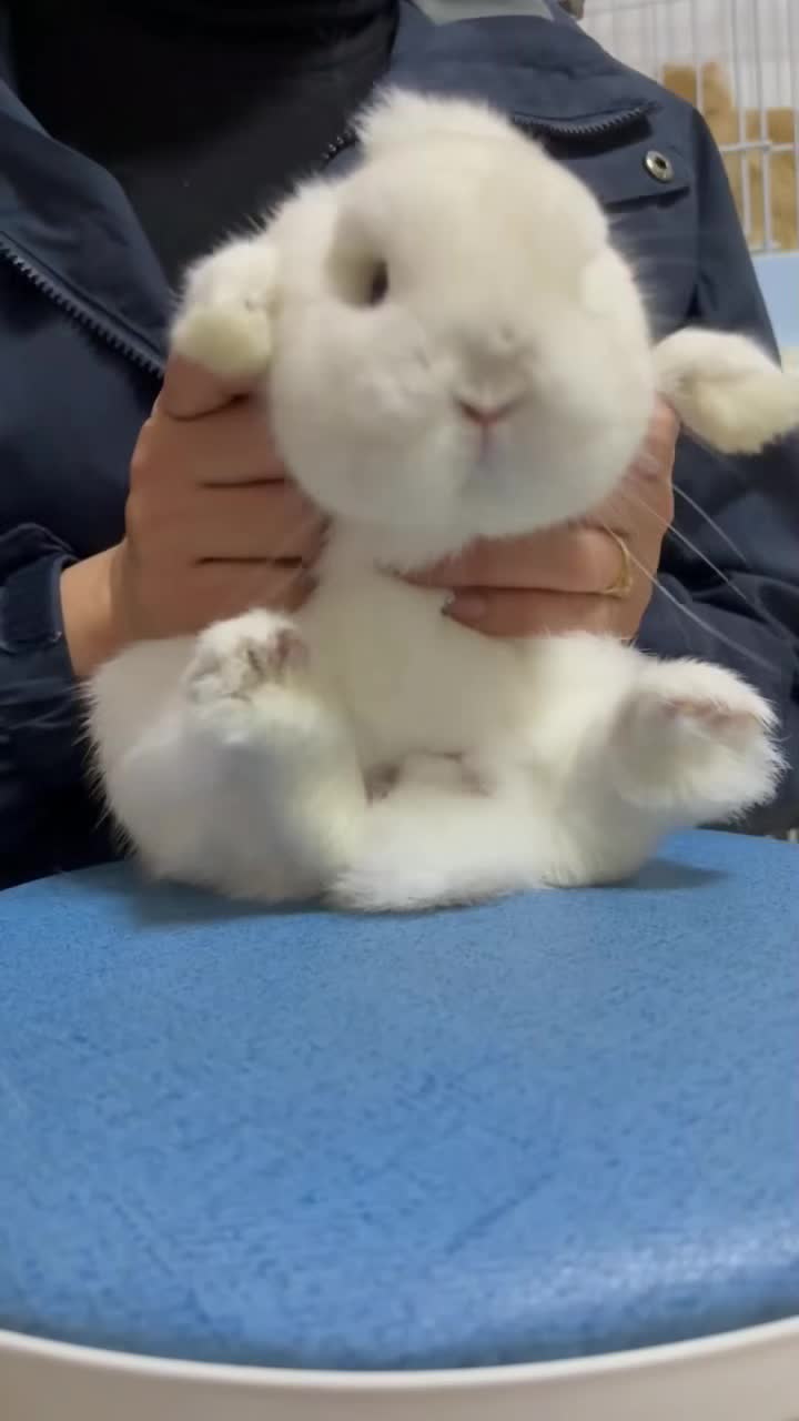 This is Rabbit Mom and Rabbit Dad~~#little rabbit#Netherland Dwarf #Netherland #Dwarf #little #rabbit