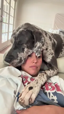 First their sour then their sweet 😂😂😂😂 this is the calm side of Renata and it’s just as unhinged as her wild side #greatdane #dogcuddles #largedog #puppylife #greatdanepuppy 