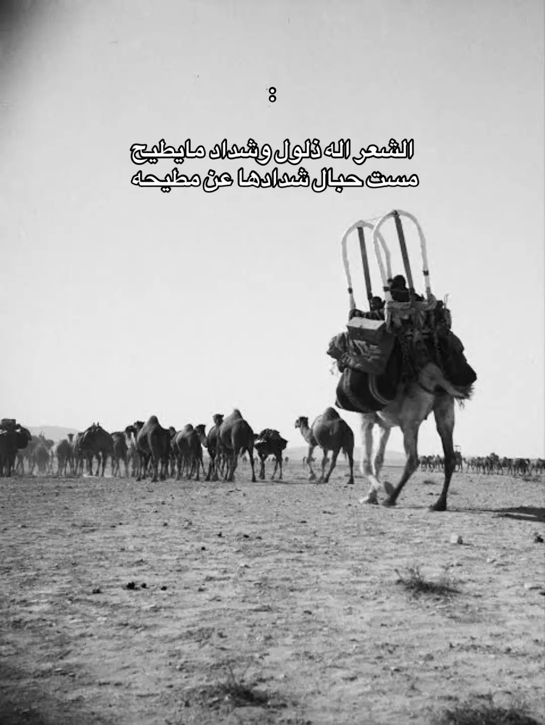 #شعر #عيد #الرشيدي #قصيد #الشعر #اكسبلور 
