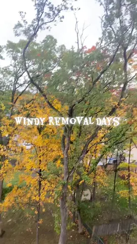 Windy oak removal today 😏🤠  riding the wind like a 8 second bronc #treetopcowboy #treeremoval #climber #arborist