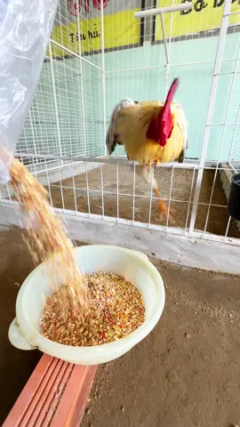 Ngũ cốc nguyên hạt có tinh chất tỏi bao 5kg